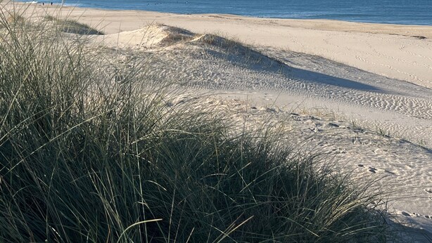 Een strand met duinen en schaarse begroeiing.