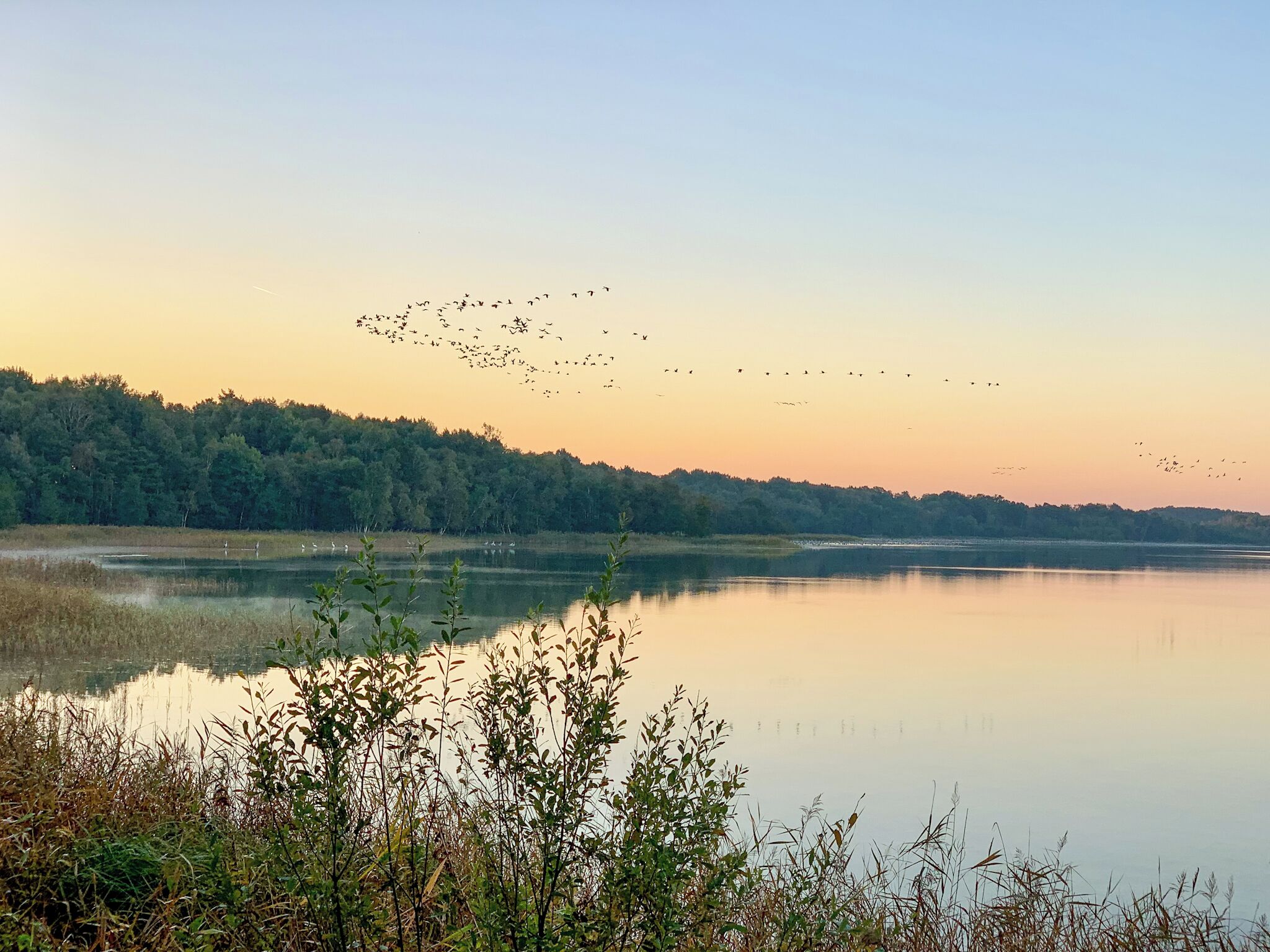 A calm lake with a forested shoreline and a flock of birds in the sky.