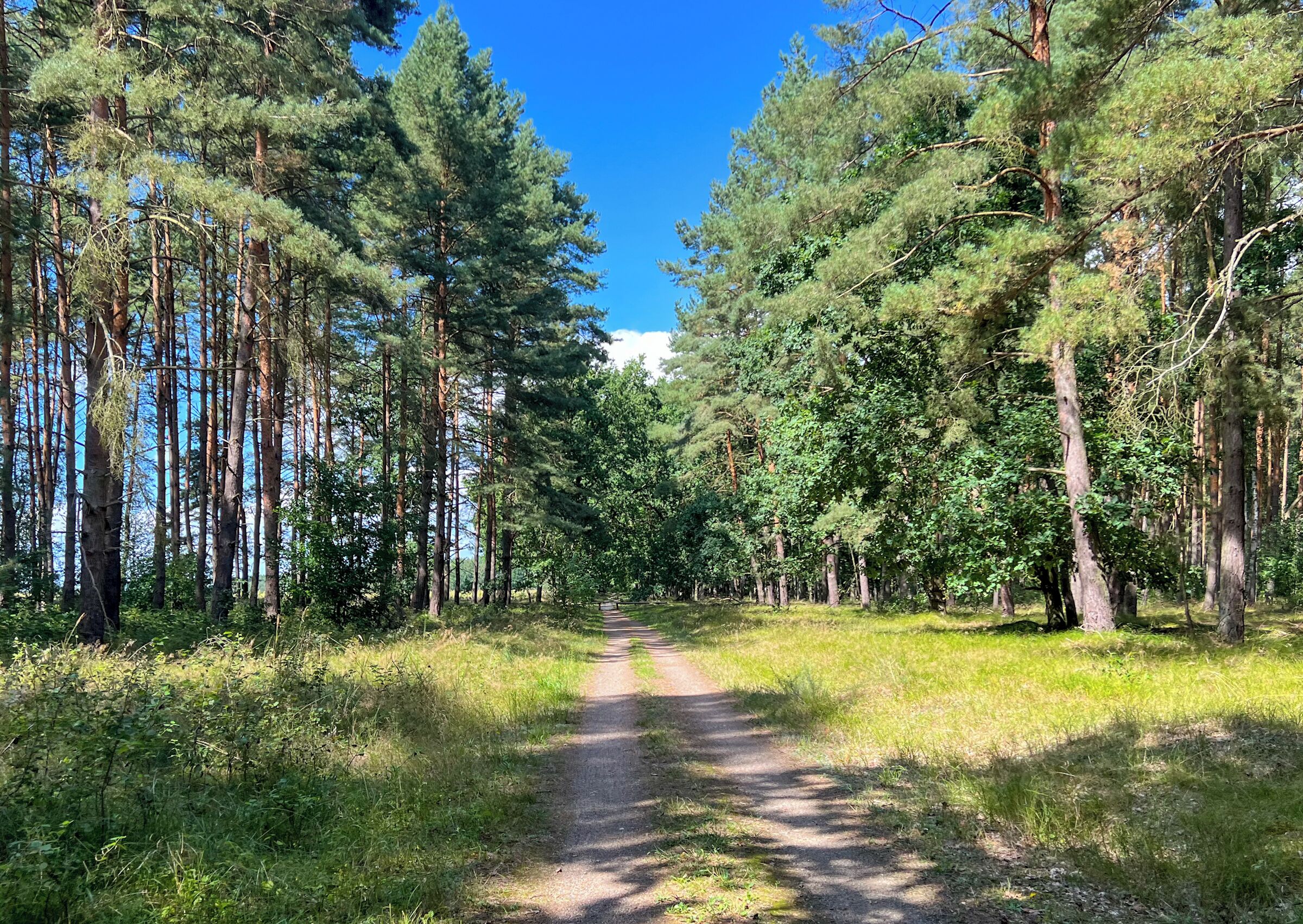 A forested path with tall trees and a clear sky.