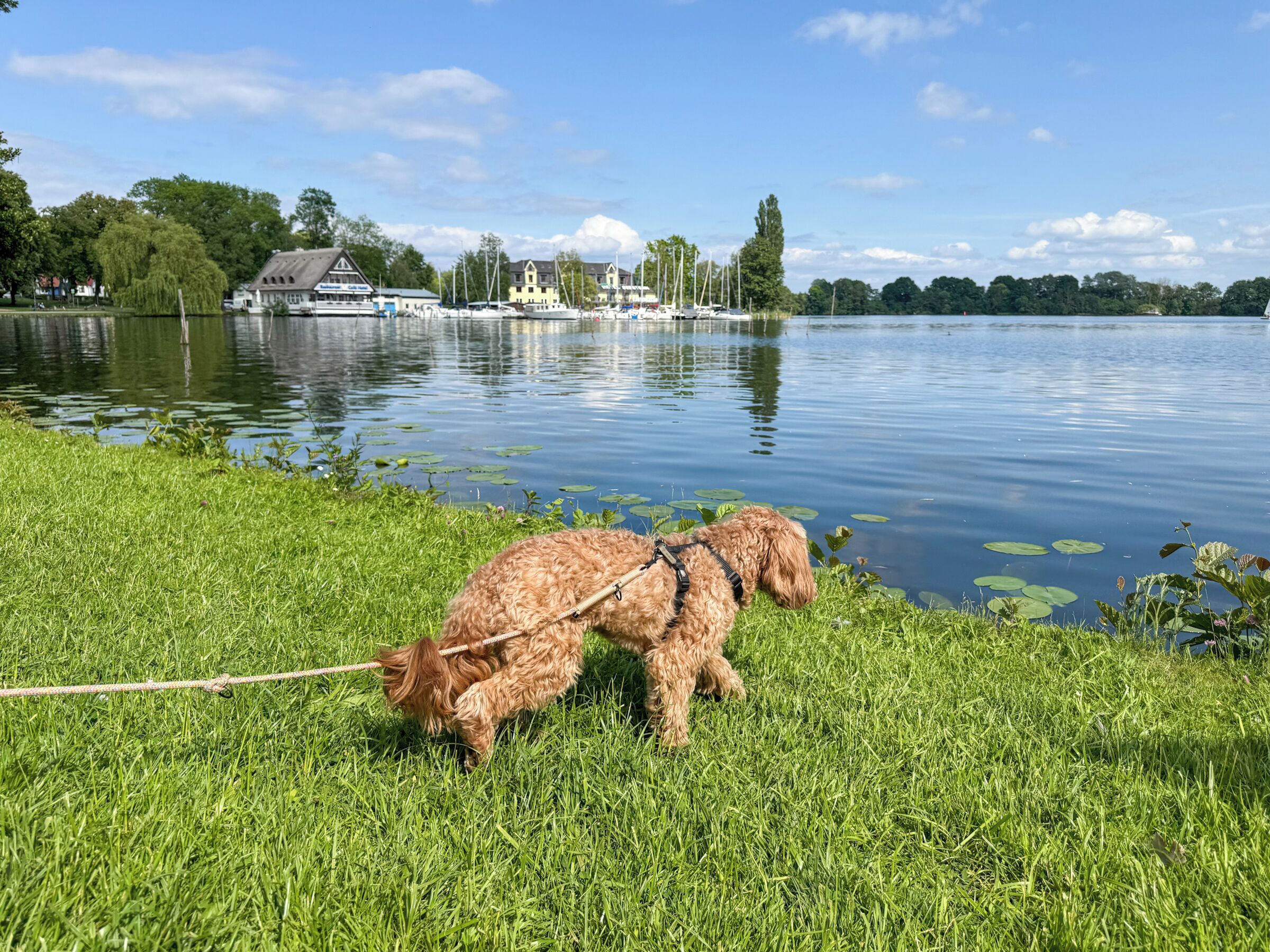 A dog on a leash near a lake with boats and houses in the background.