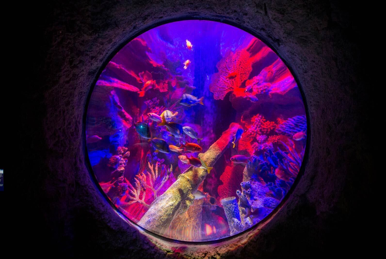 Un acuario circular con varios peces y coral.
