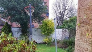 Ein Garten mit einem Basketballkorb, einem Hund und einigen Kübelpflanzen.