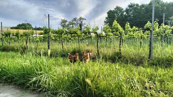 Vineyard view