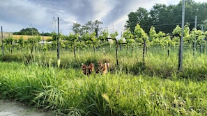 Vue sur le vignoble