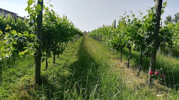 Vignoble
