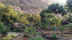 Un jardín con diversas plantas y un sendero de piedra.