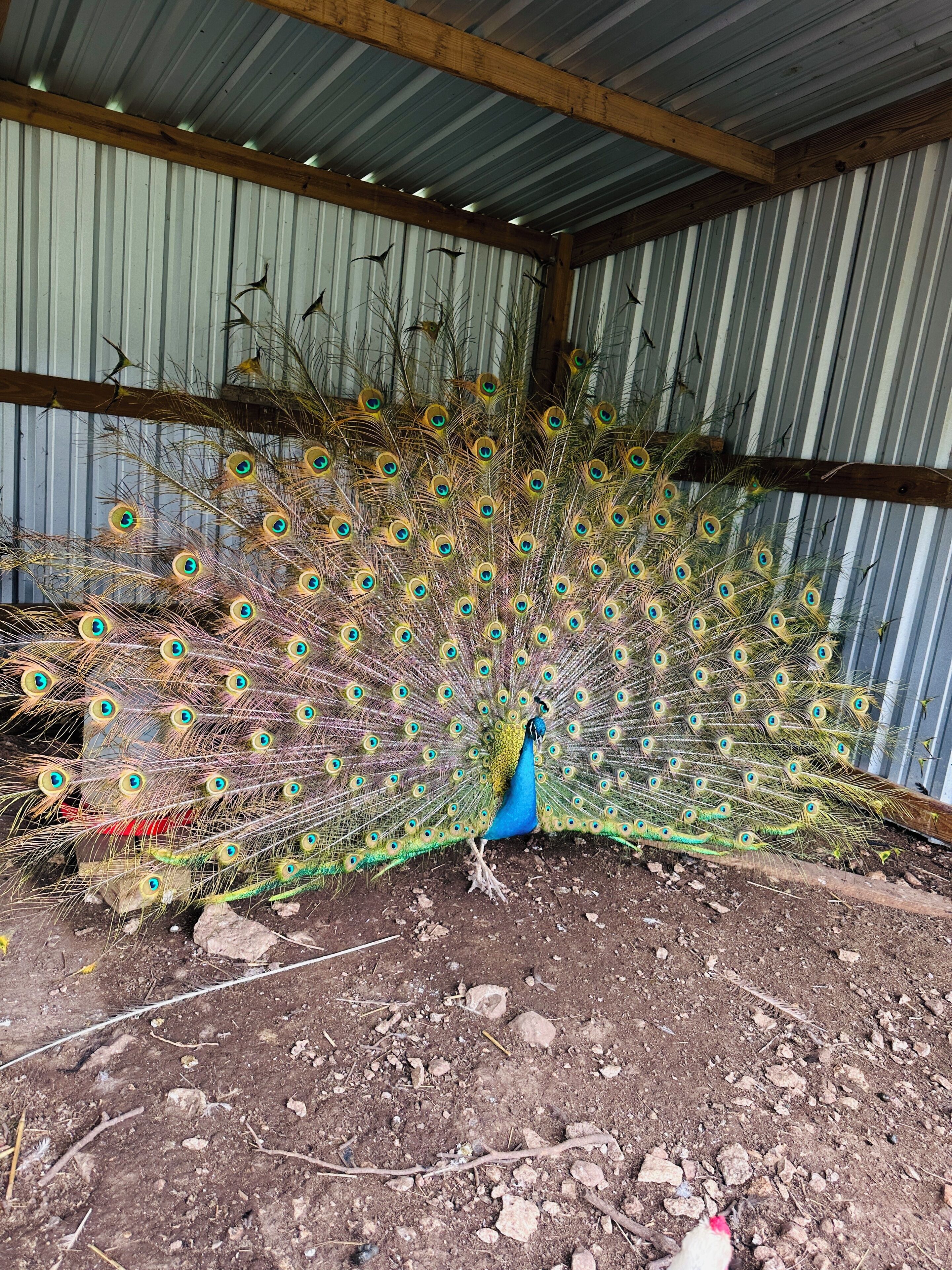Un pavo real exhibe su plumaje con la cola abierta dentro de una estructura con techo de metal corrugado y vigas de madera.