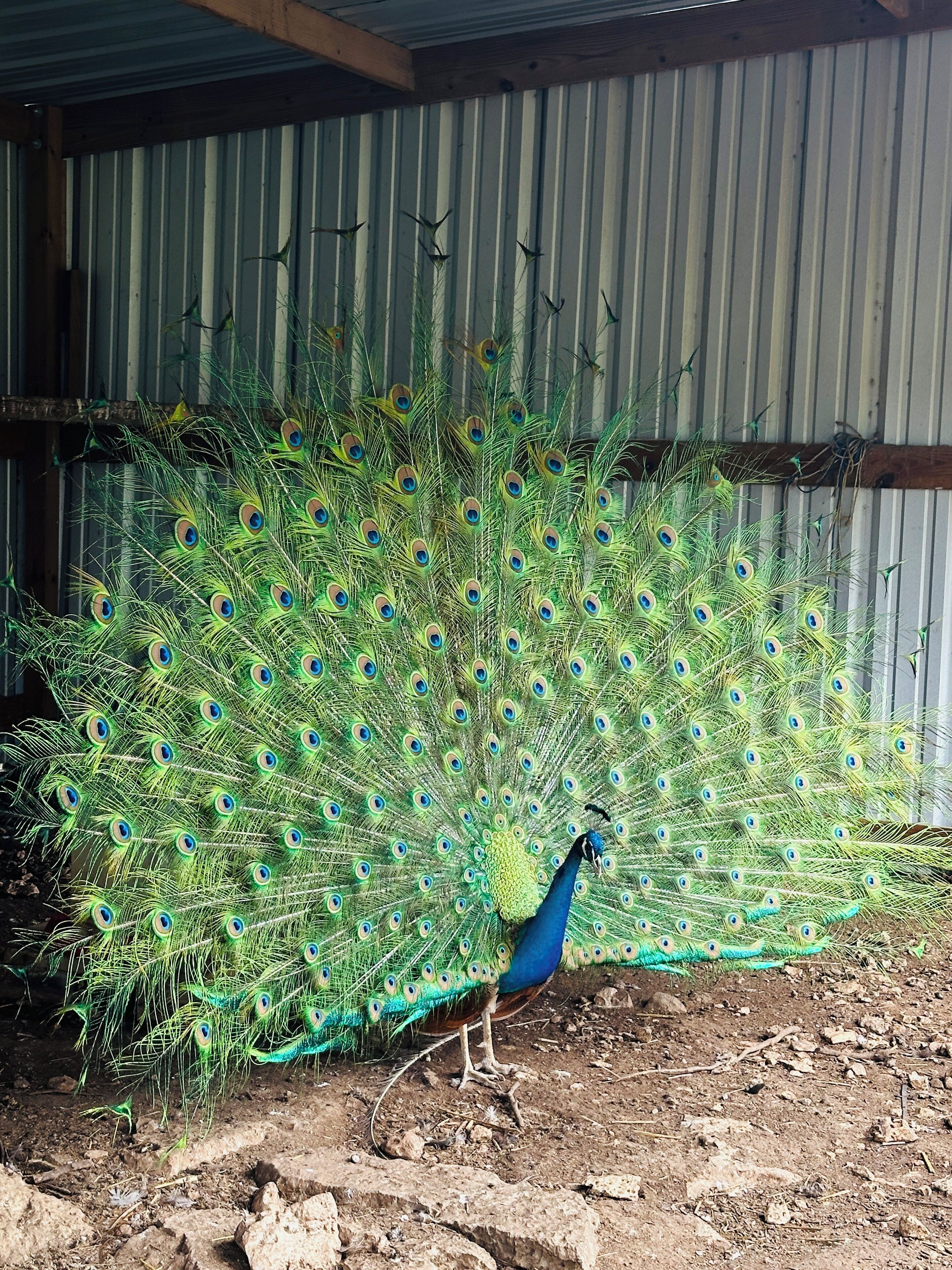 A peacock with a full display of feathers standing in a rustic outdoor area with a corrugated metal wall in the background.