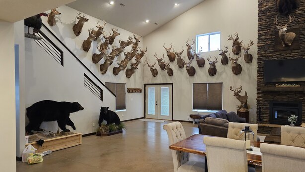 A spacious living room with a high ceiling, a fireplace, and multiple deer heads mounted on the walls. - Spacious modern lodge outside of city (Grand Island)