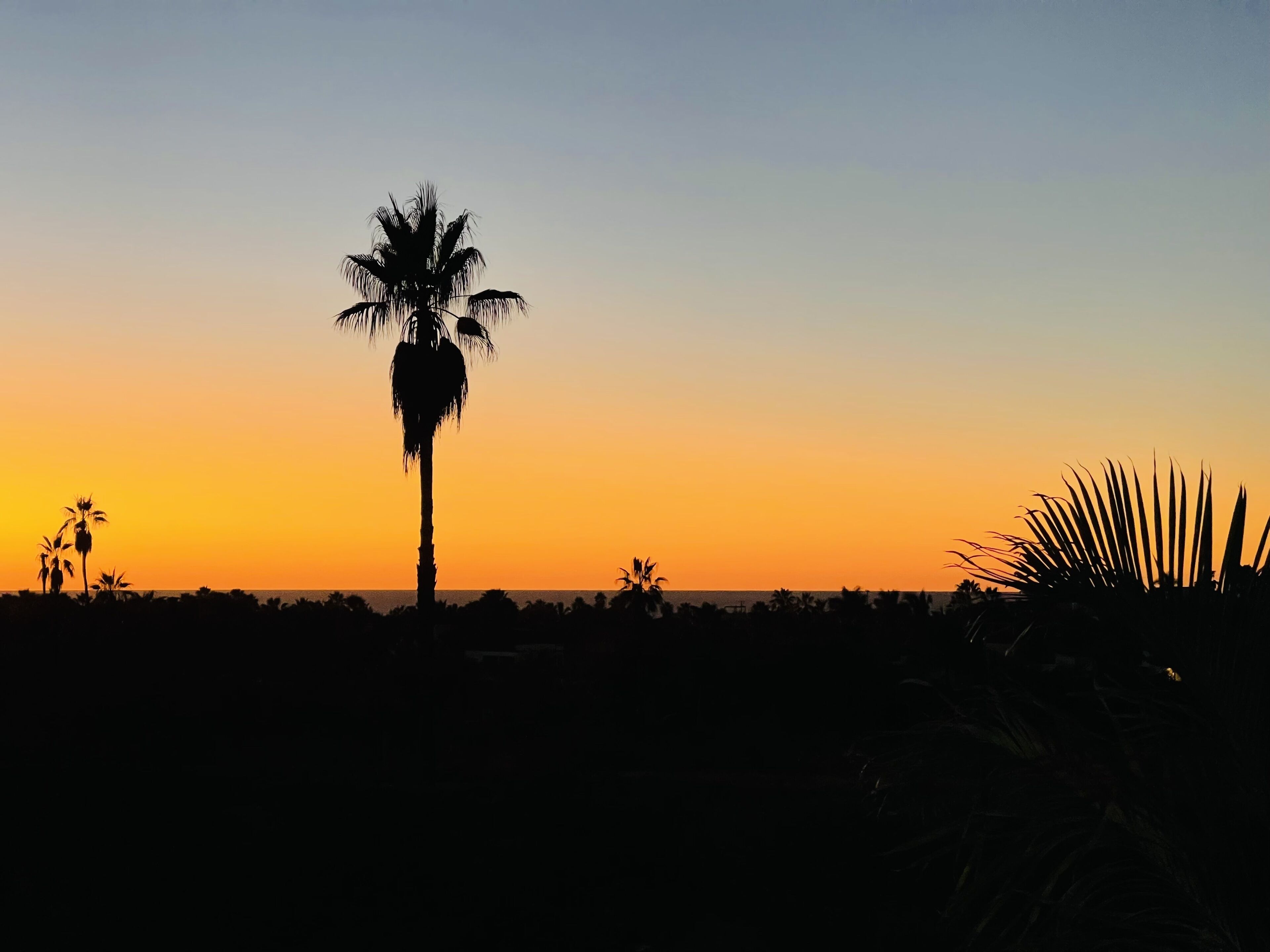 La silhouette d’un palmier se détachant sur le ciel au coucher du soleil.