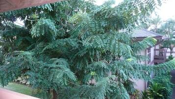 Un arbre verdoyant et luxuriant, avec un feuillage dense, se dresse devant un bâtiment doté d’un toit en pente.