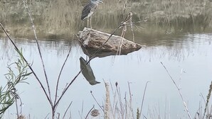 A bird standing on a rock in a body of water with reeds and grasses around. - Primitive Camping⛺️Under the Stars🌠 
5 minutes to Bandera! (Bandera)