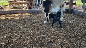 A goat with a baby in a fenced enclosure with a wooden structure in the background. - Primitive Camping⛺️Under the Stars🌠 
5 minutes to Bandera! (Bandera)