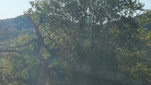 A deer standing in a grassy area beside a dirt road. - Primitive Camping⛺️Under the Stars🌠 
5 minutes to Bandera! (Bandera)