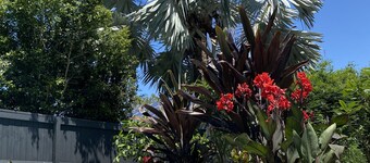 Tropical oasis in the heart of Brisbane, 3 bed, w pool, 4 km from the city