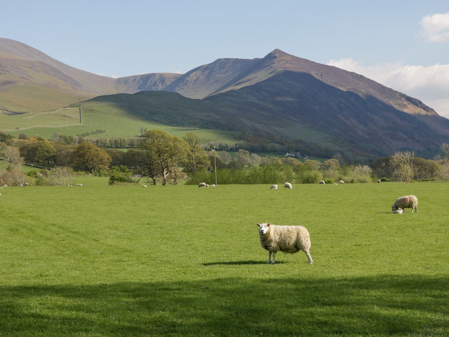 A green field with sheep grazing, a mountain in the background, and a few trees.