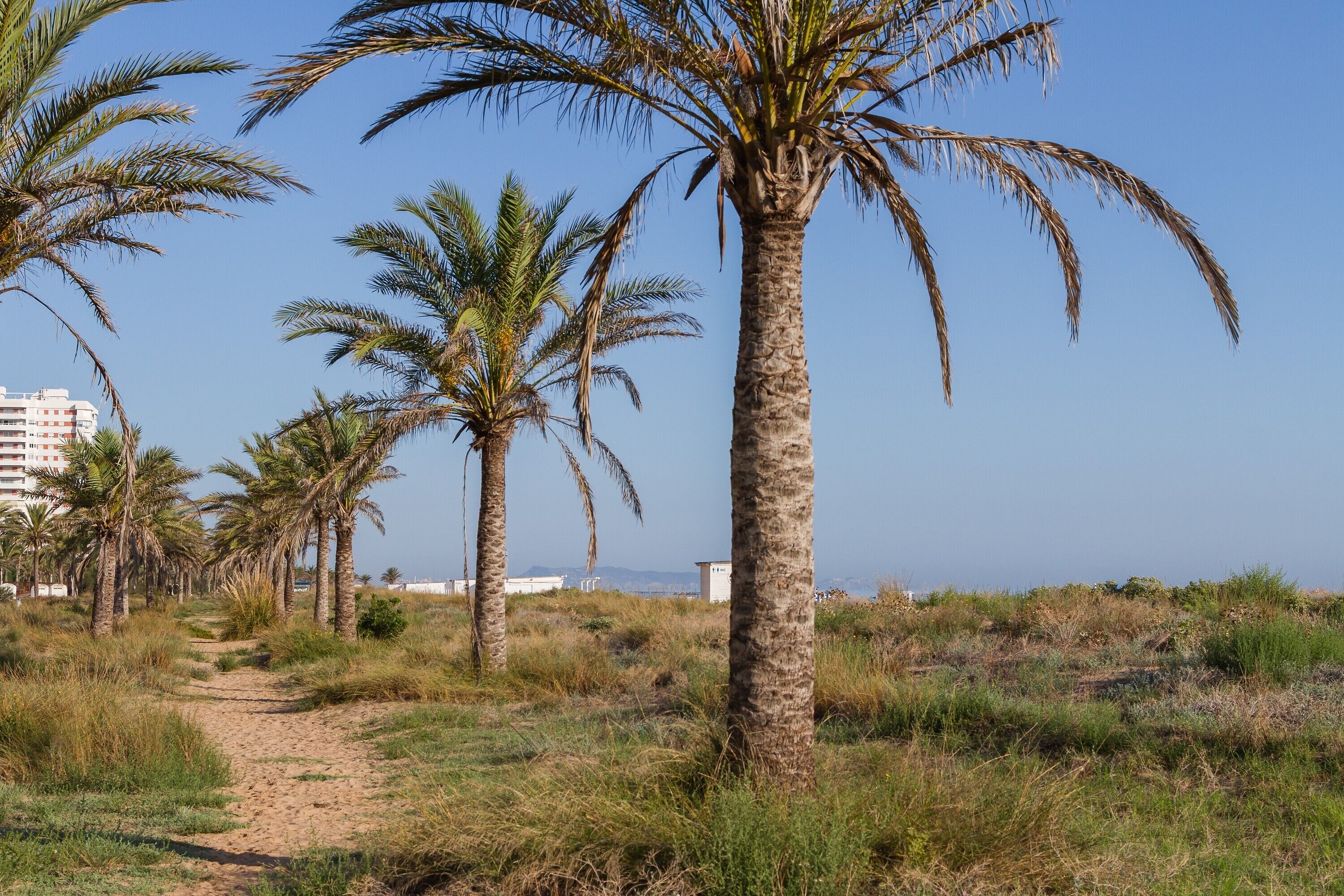 Un camino bordeado de palmeras que lleva a una playa, con edificios al fondo.