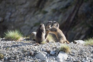 Two groundhogs on a rocky terrain with sparse grass.