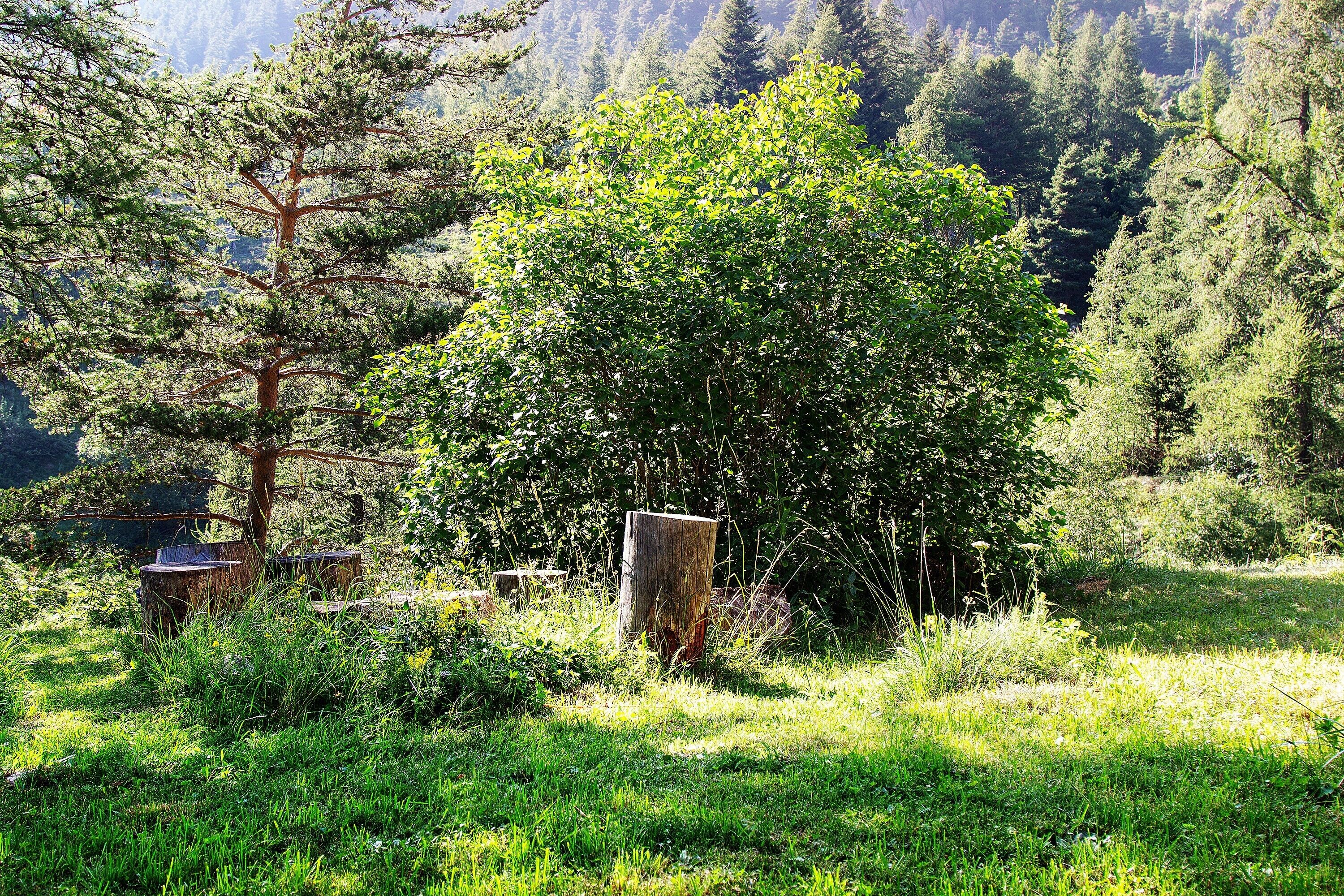 Paesaggio naturale con un fitto arbusto verde, un palo di legno e un albero sullo sfondo.