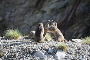 Two groundhogs on a rocky terrain with sparse grass.