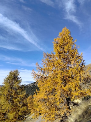 A tree with yellow foliage, a clear blue sky, and a hilly landscape in the background.