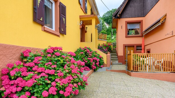 Una calle estrecha con edificios amarillos y anaranjados, una cerca de madera y flores rosadas a lo largo de la acera.
