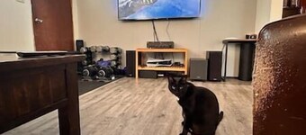 Puma's executive cat house!