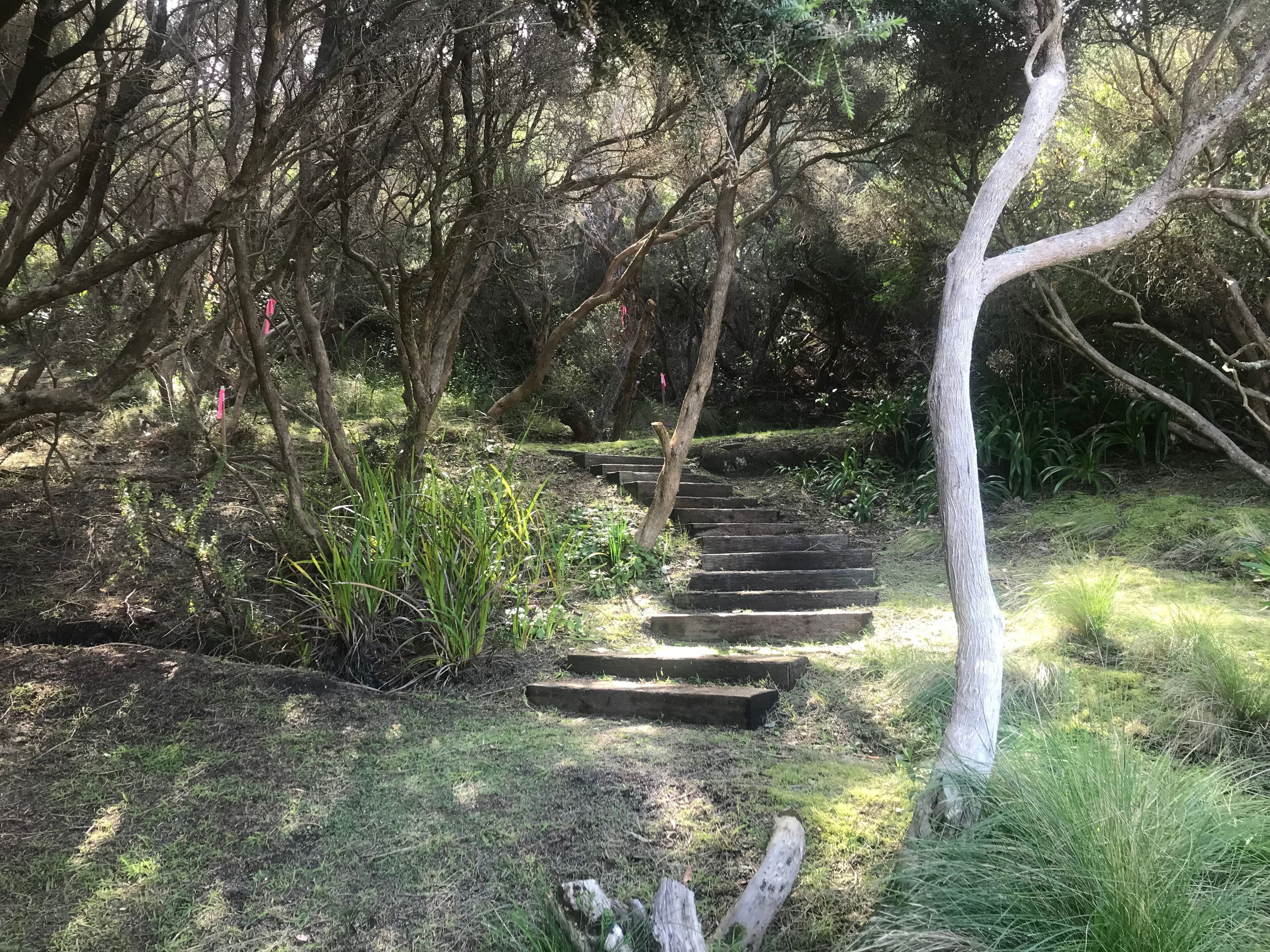 A wooden staircase surrounded by dense foliage and trees.