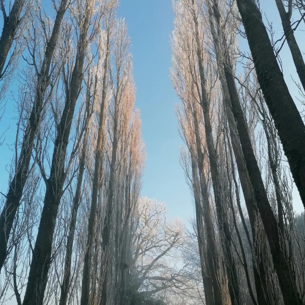 Un bosque con árboles altos y sin hojas, bajo un cielo azul despejado.