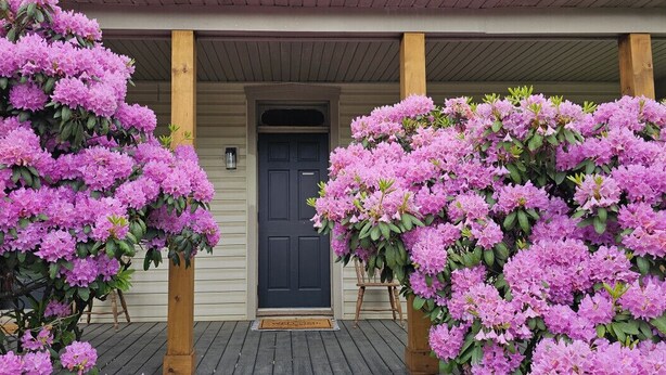 Uma casa com porta da frente escura, colunas de varanda de madeira e grandes arbustos cor-de-rosa floridos na frente.