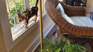 A cat on a window sill, a wicker chair with cushions, and a small table with decorative items. - Tiny House Cottage in Historic Downtown (Little Rock)
