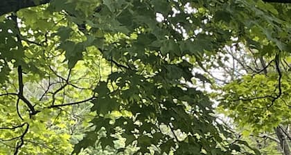 Minutes away from 2 of the best wineries in the Poconos, Hiking trails & Fishing