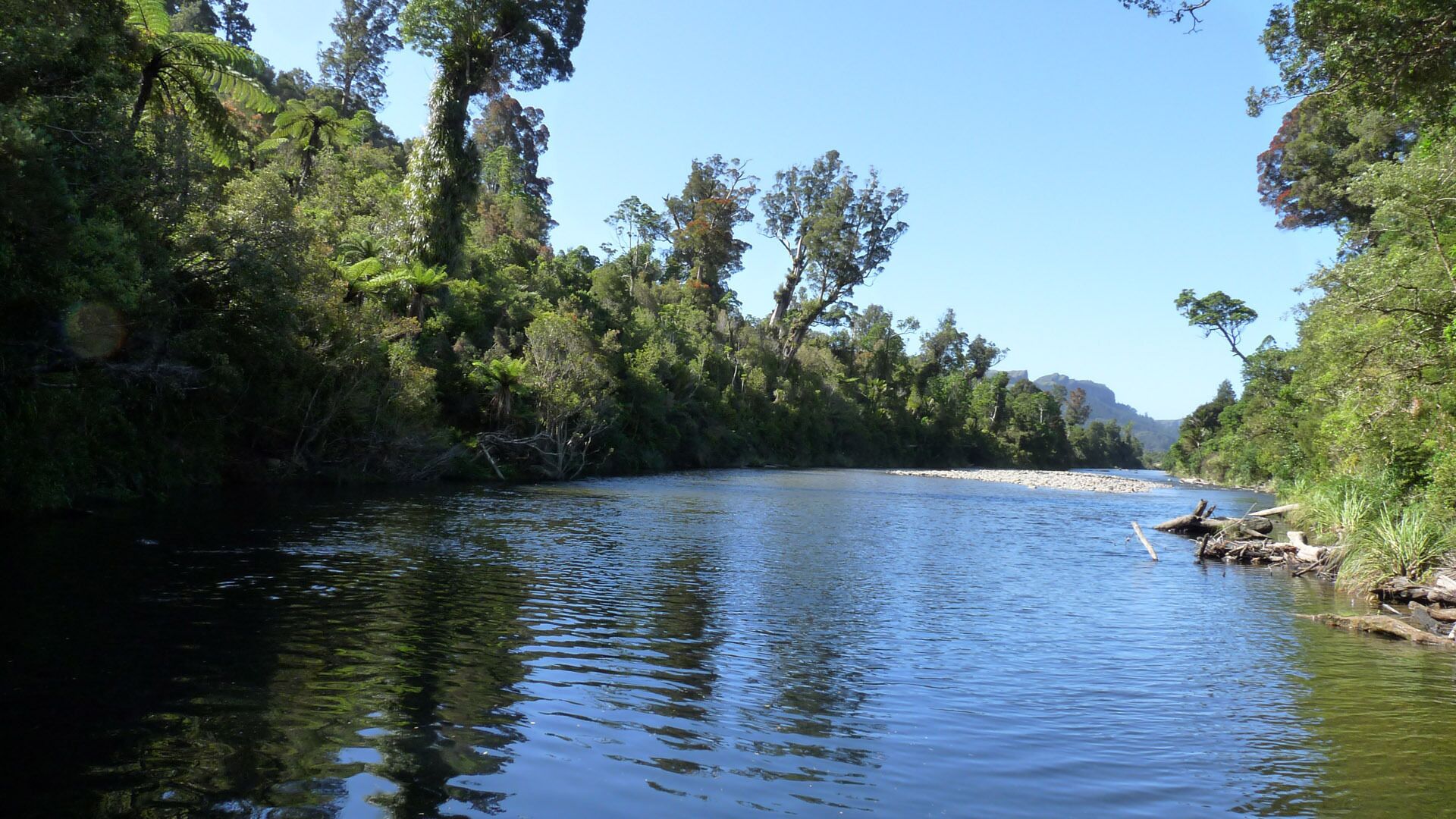 A river surrounded by dense forest and a clear sky.