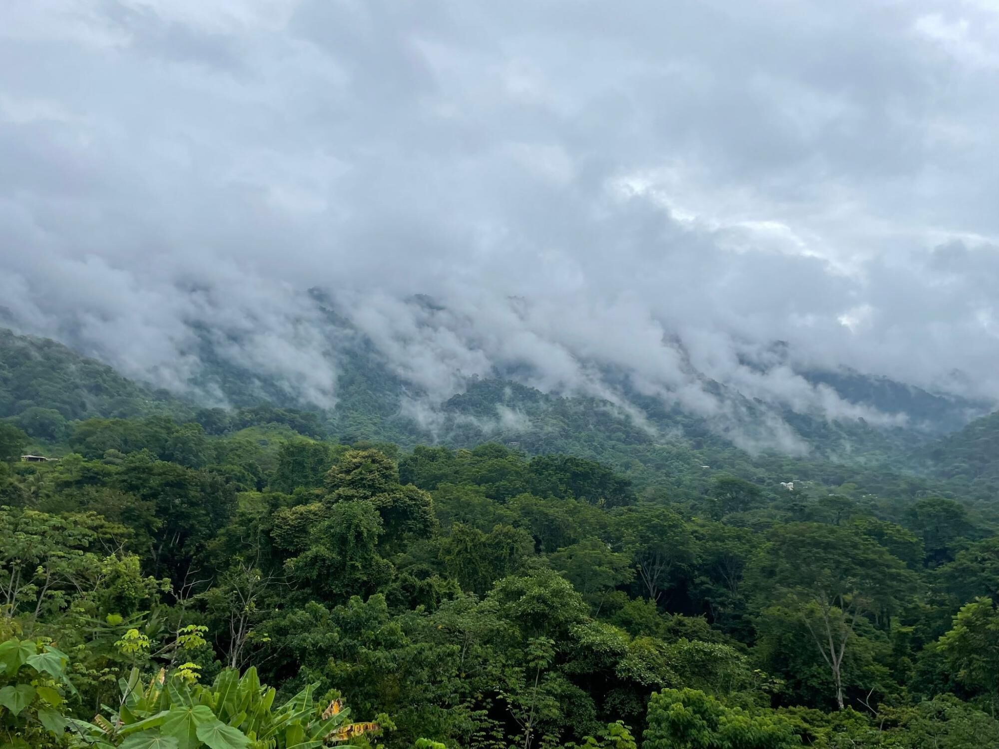A lush green landscape with dense foliage and a mountain range partially obscured by clouds.