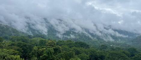 A lush green landscape with dense foliage and a mountain range partially obscured by clouds.