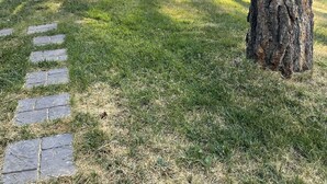 A forested area with a stone pathway leading through tall trees. - Montana Forest Retreat, Easy Walk to Flathead Lake, 1.5 Acres Fenced for Dogs! (Polson)
