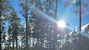 A forested area with tall trees and a clear sky. - Montana Forest Retreat, Easy Walk to Flathead Lake, 1.5 Acres Fenced for Dogs! (Polson)