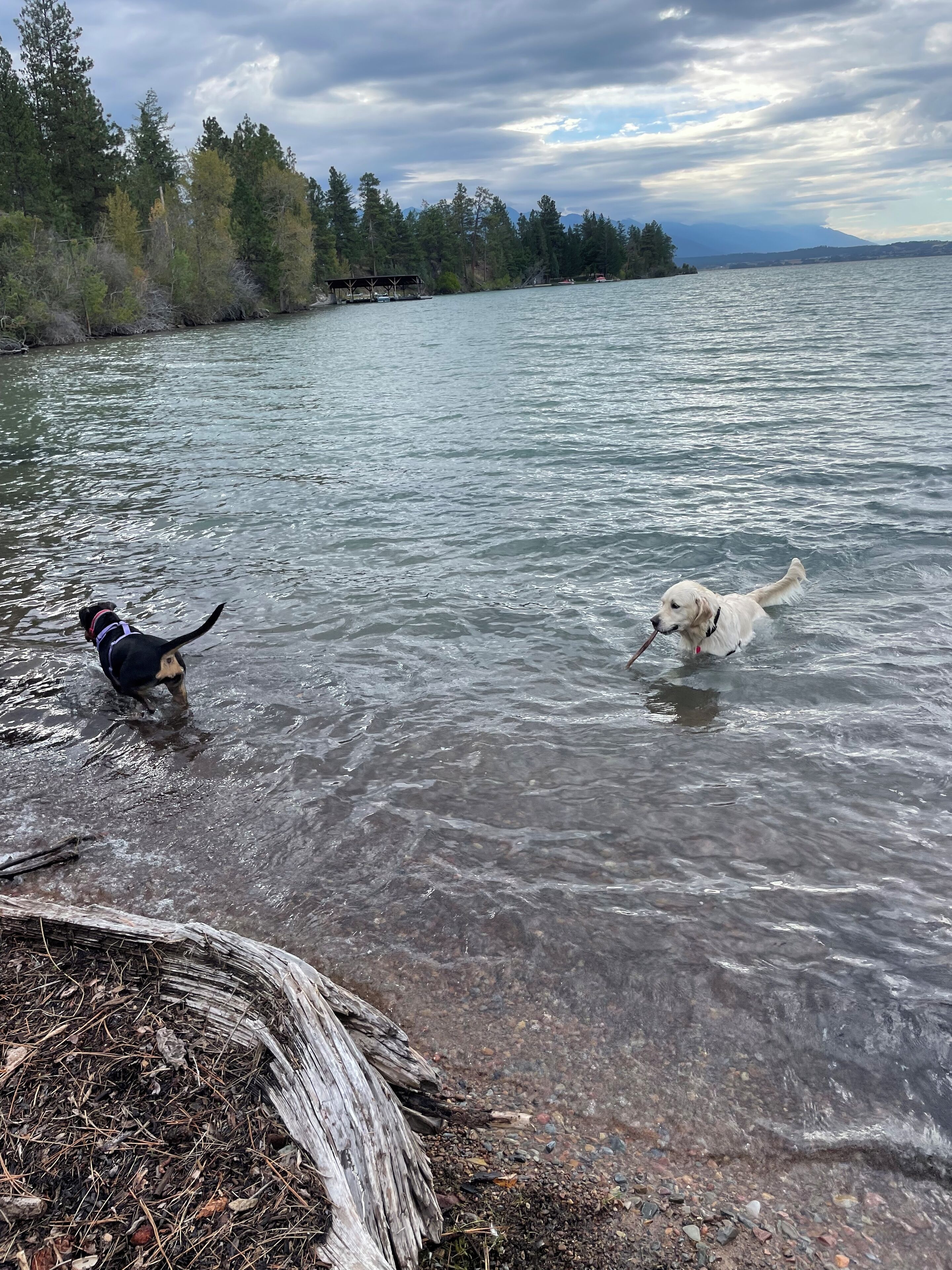 Two dogs in a lake with a dock and trees in the background.