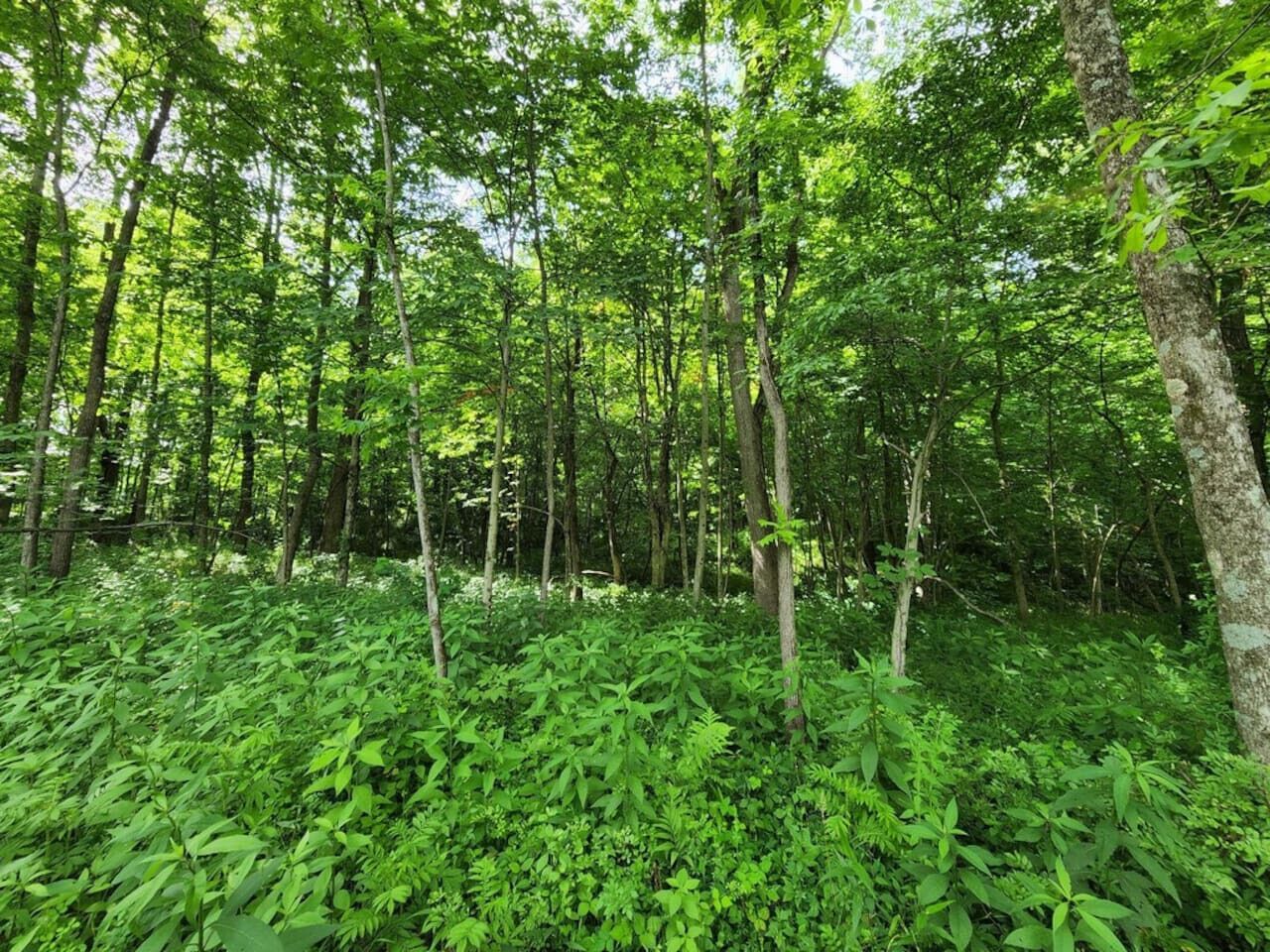 Ein dichter Wald mit hohen Bäumen und dichtem Unterholz.