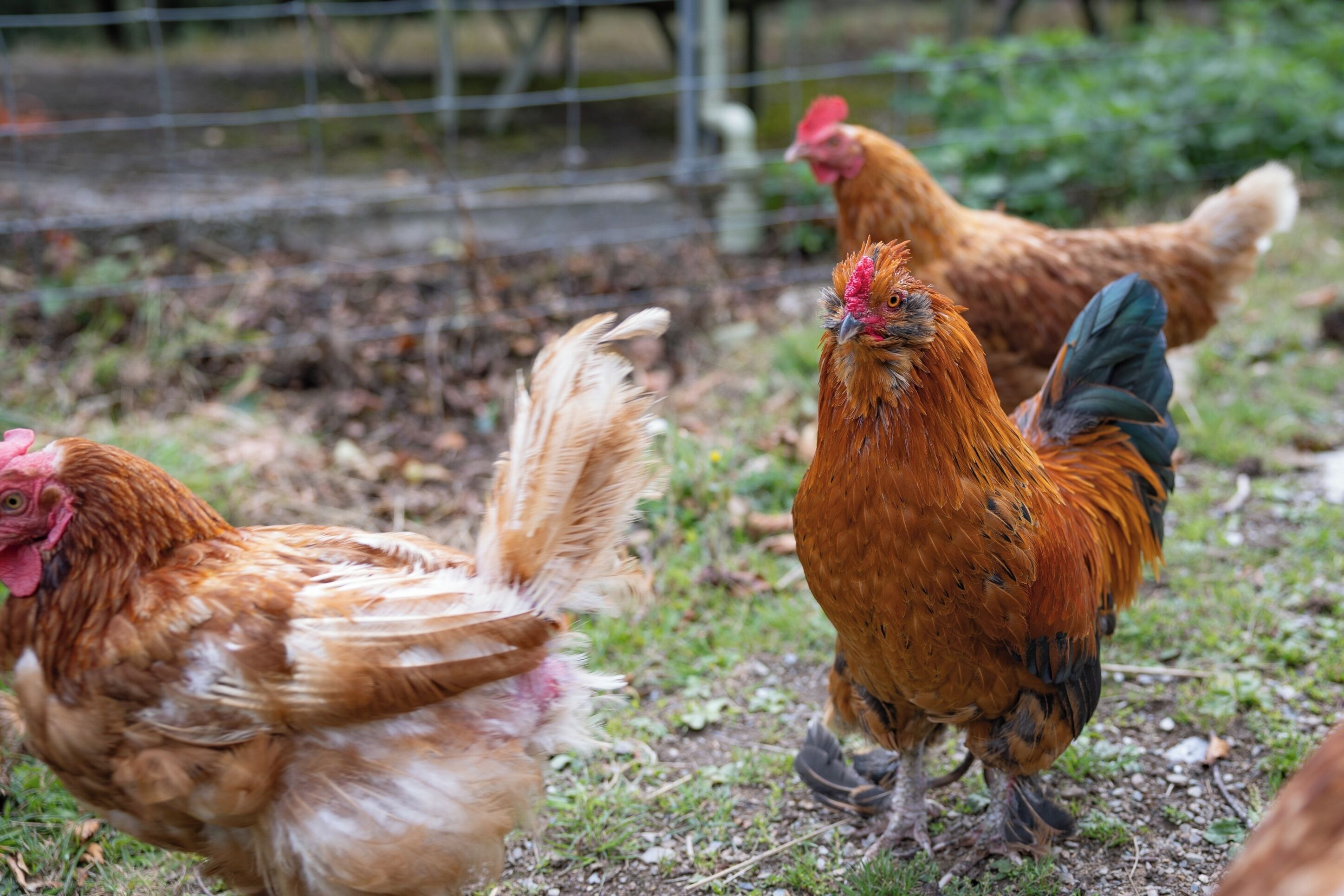 A group of chickens in an outdoor setting with a wire fence in the background.