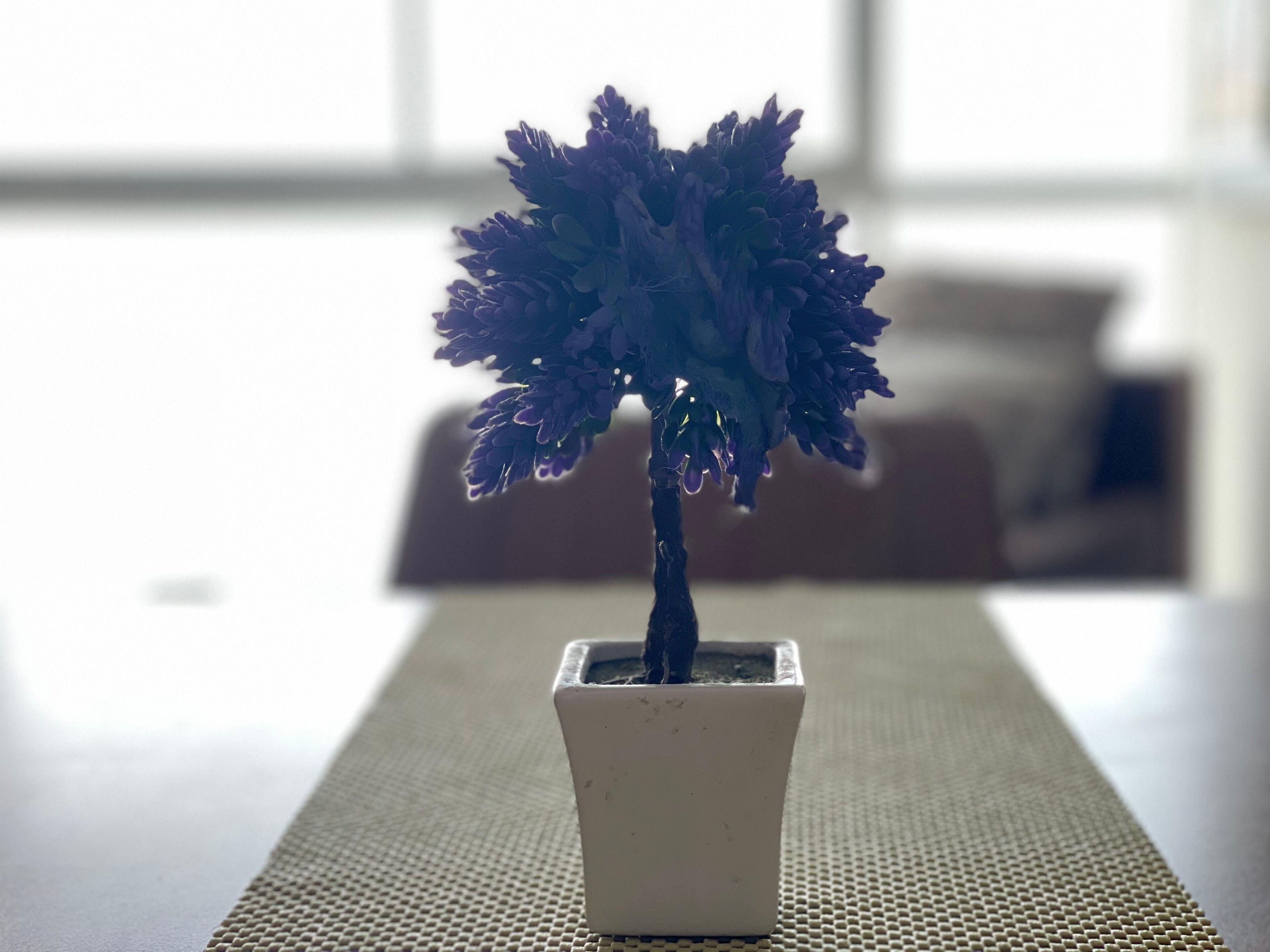 Una planta en test amb una superfície rugosa.