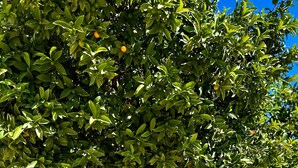 A tree with dense foliage and a clear blue sky in the background.