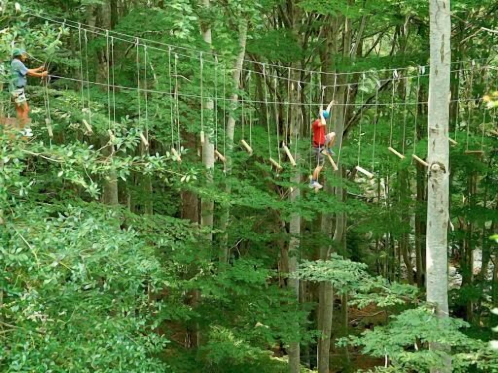 Un área boscosa con un puente colgante y una persona escalándolo.