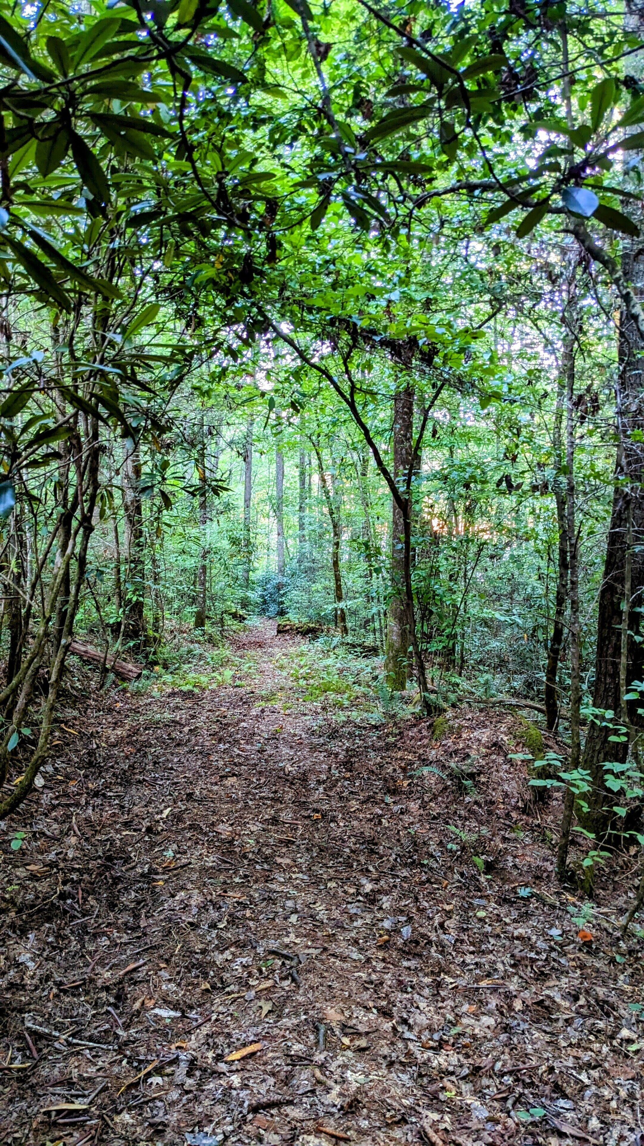 Un sendero forestal con abundante follaje y árboles.