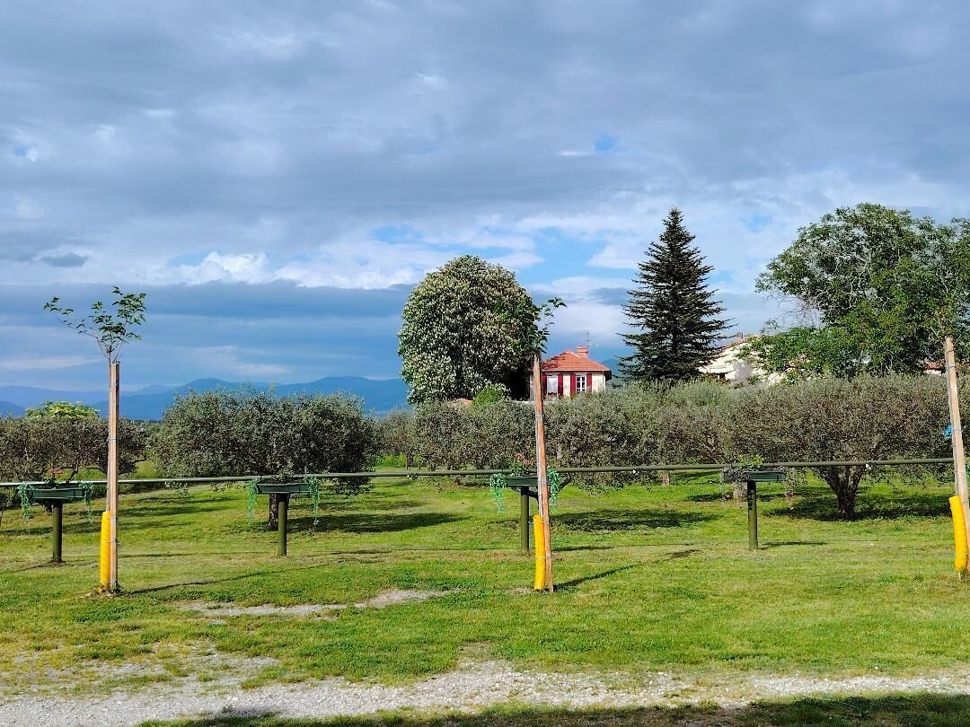 A vineyard with rows of grapevines, a red building in the background, and a clear sky.
