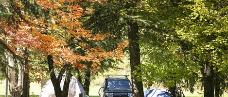 Un camping con tiendas de campaña y un vehículo estacionado entre árboles con follaje otoñal.