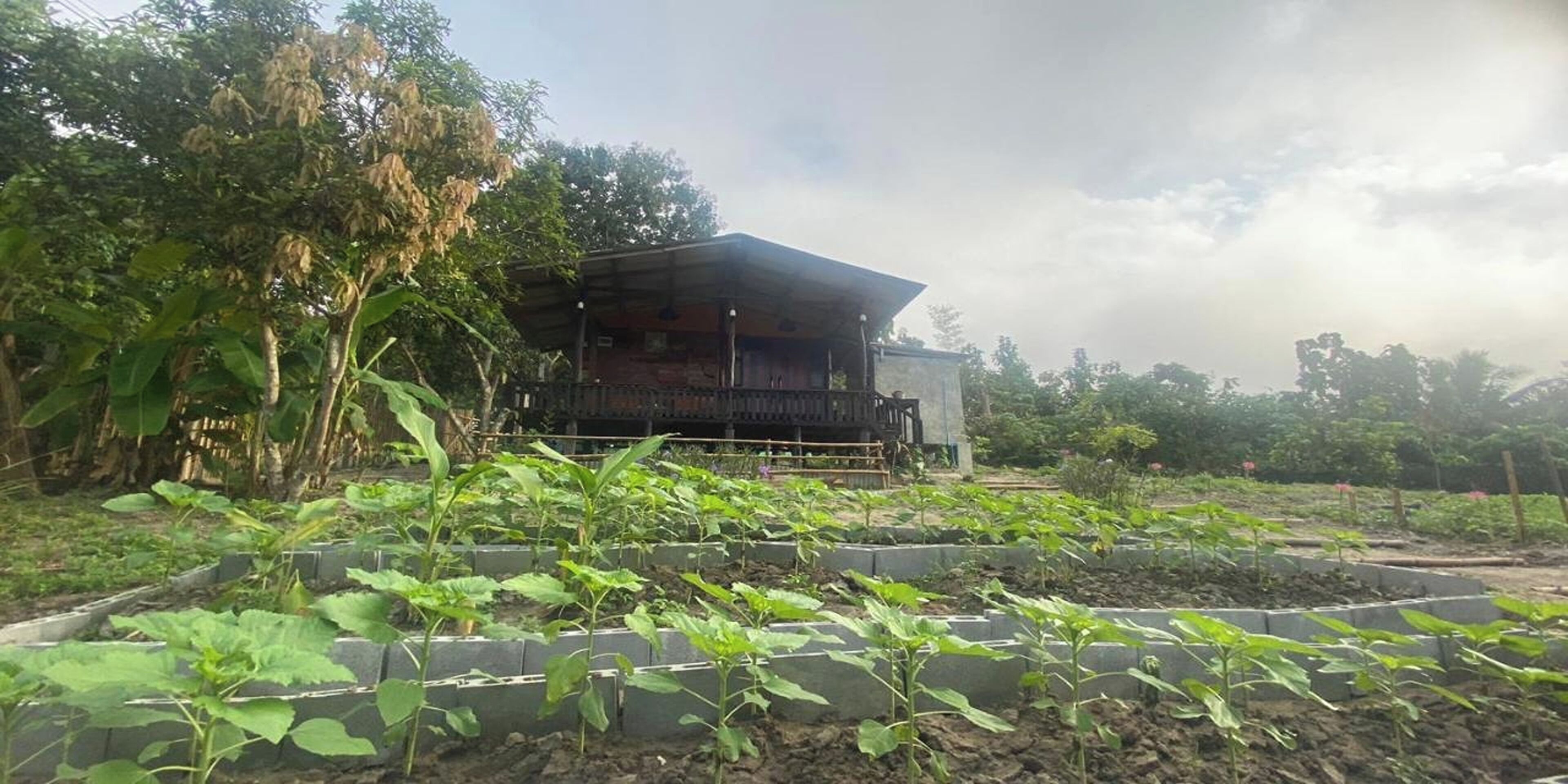 Un bâtiment doté d’un toit en pente et d’un balcon, entouré de parterres surélevés où poussent de jeunes plantes.