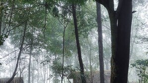 Un área boscosa con un sendero que la atraviesa.