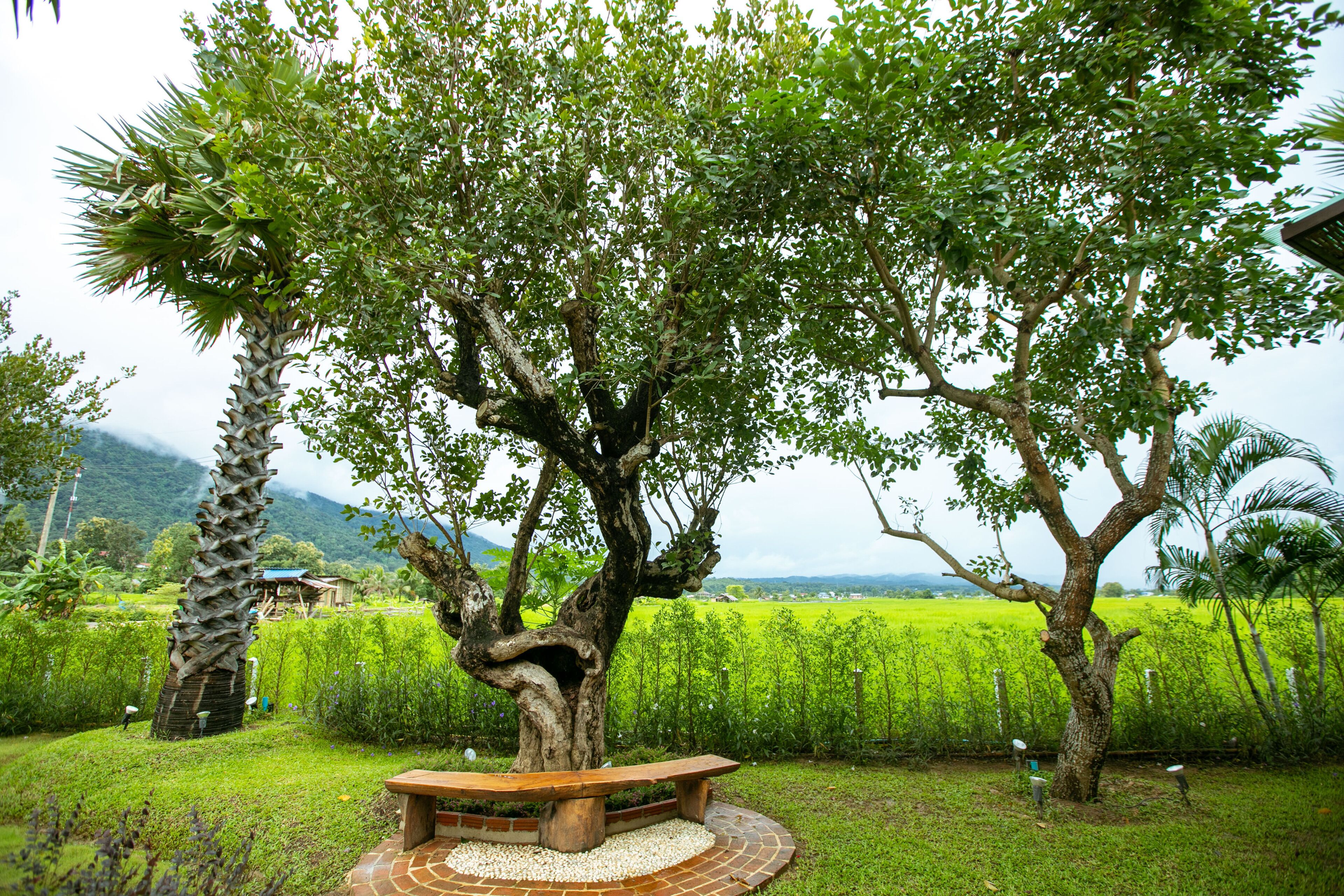 A garden with a wooden bench and a tree.