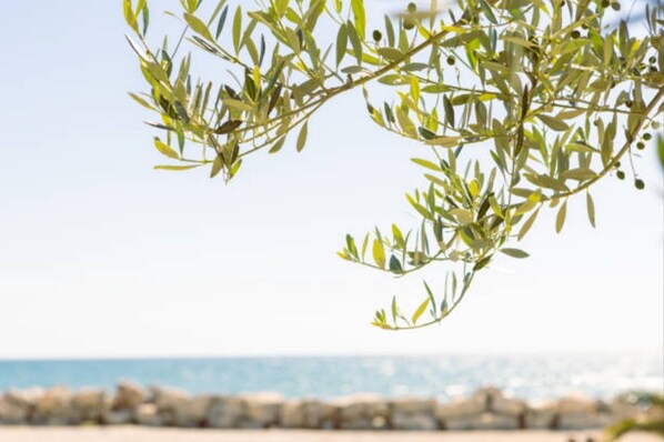 Sun loungers - Villa Brionis sea view for 12 persons. 7 bedrooms, 5 bathrooms and 3 kitchens (Alghero)